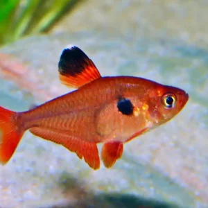 Roter Phantomsalmler (Megalamphodus sweglesi) Heißes Angebot